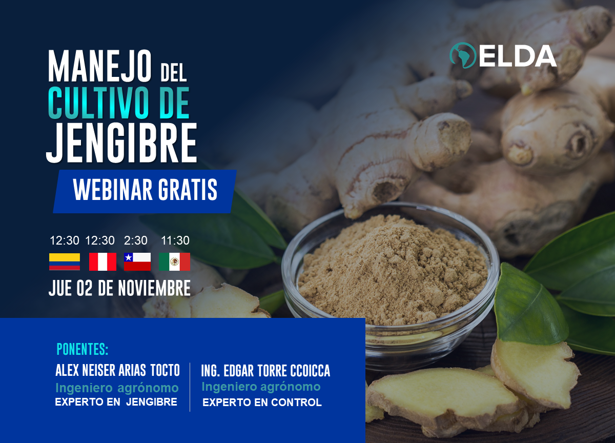 Manejo del Cultivo de Jengibre